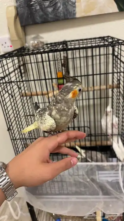 زوج كروان مع انثى 0