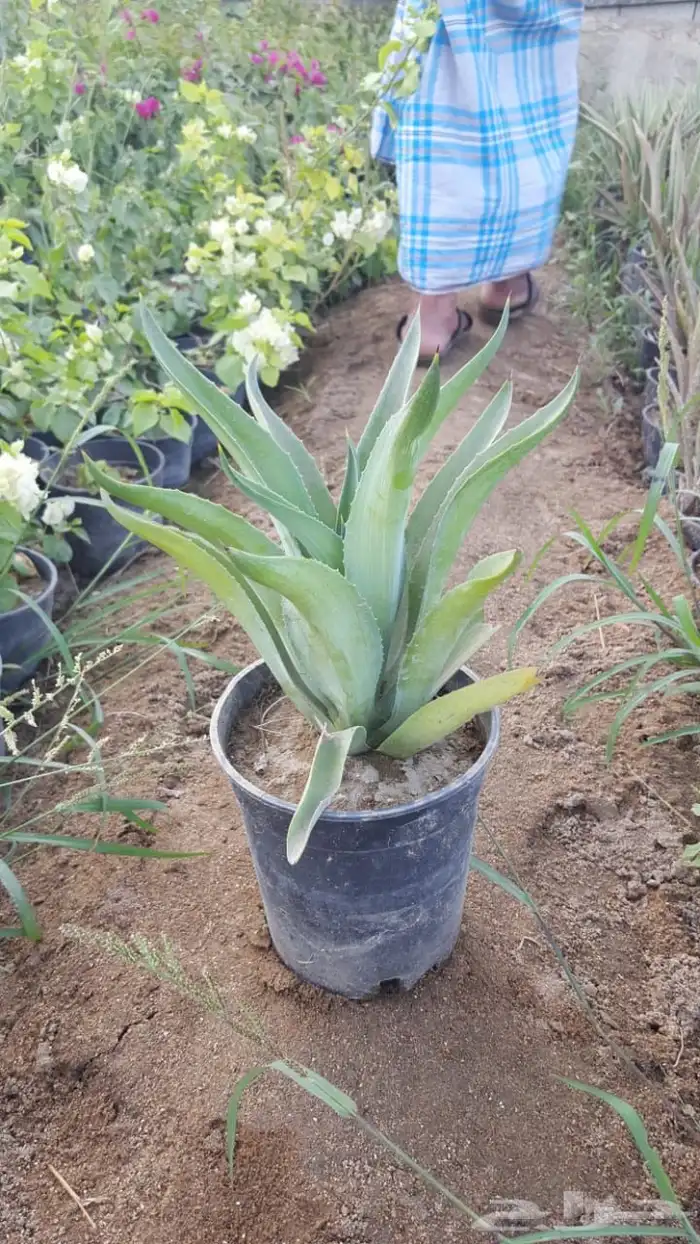 اشجار و شجيرات بأسعار الجمله 5