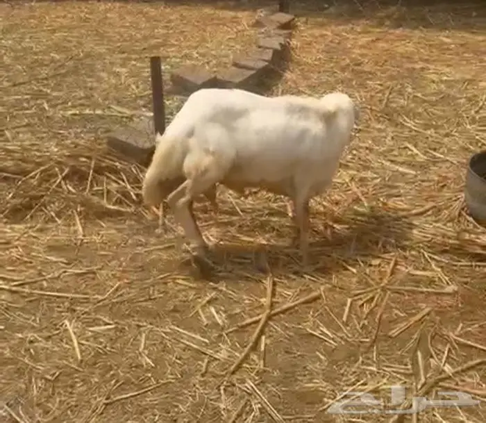 فحل بلدي 4