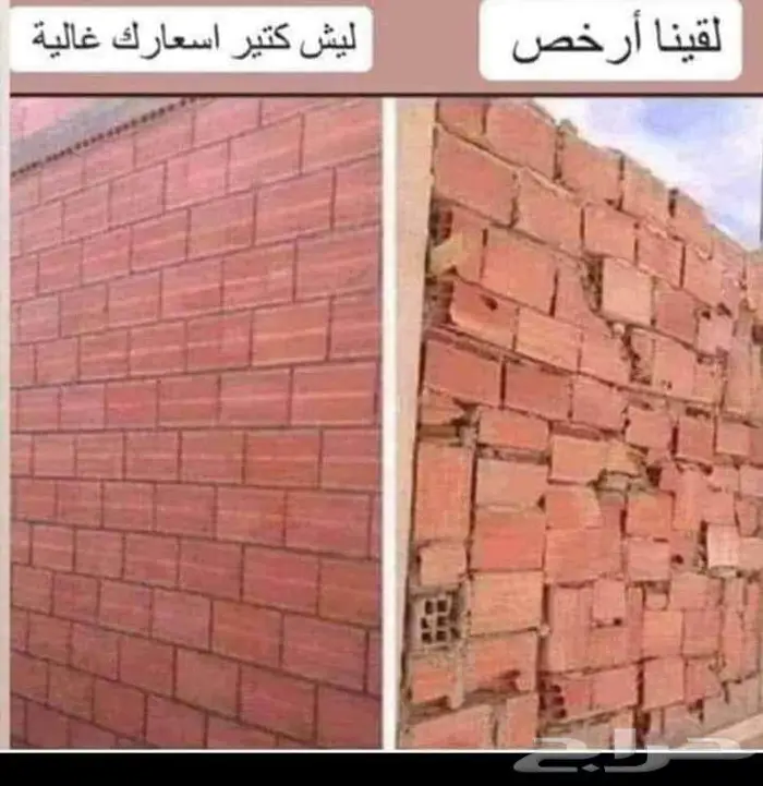 نخيل واشنطني زينه 28