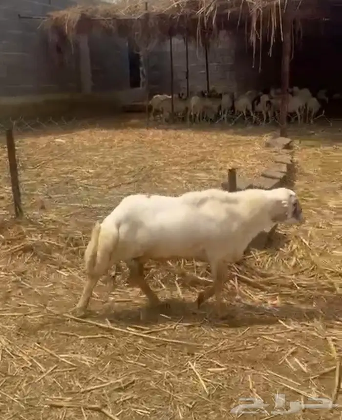 فحل بلدي 1