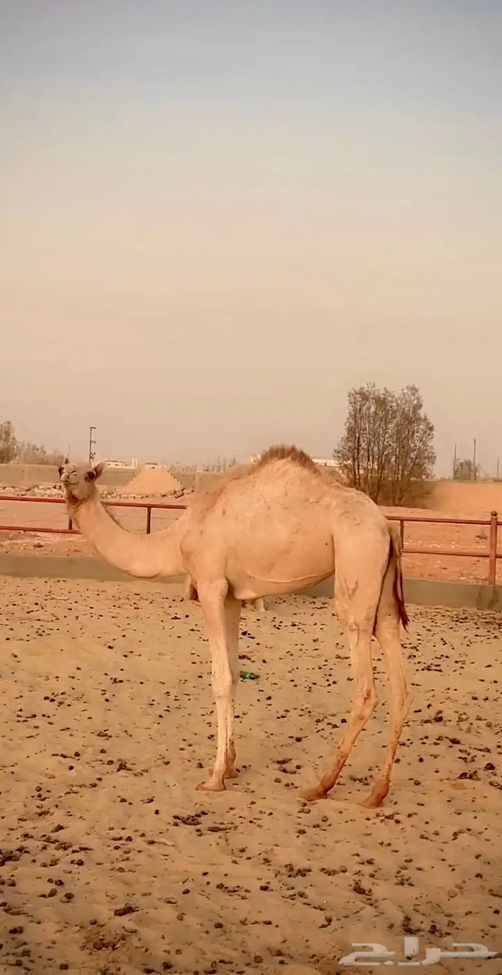 بكره اصيل مفروده للبيع سلالتها طيبه وسبق من النوادر 1
