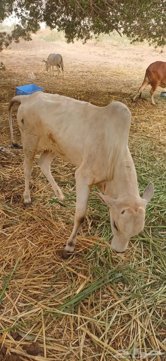 عجل للبيع اعرج رجله ما يحطها على الأرض 0