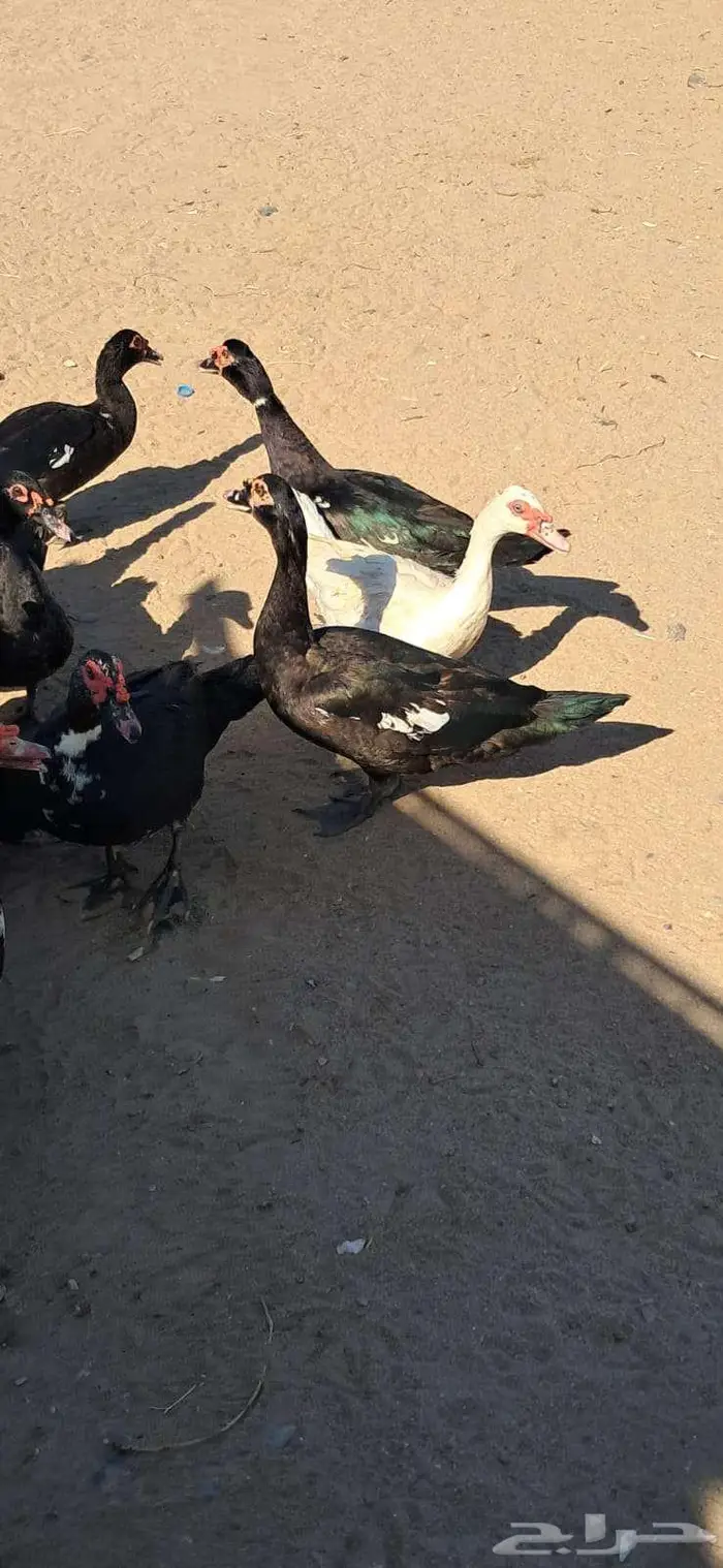 بط مسكوفي ذكور 0