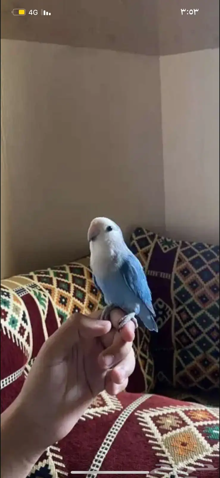 طيور روز جمله و يوجد تفريد 2