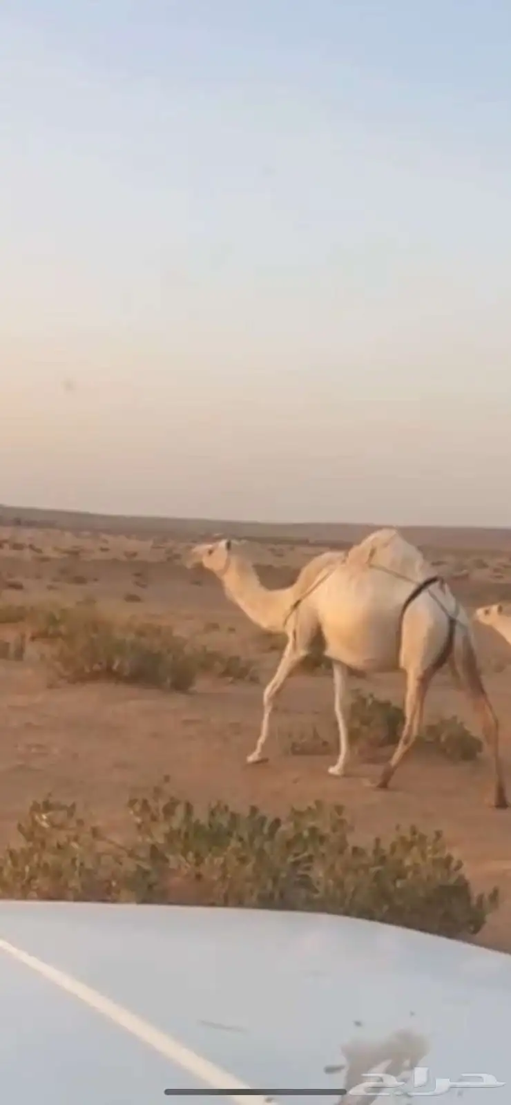 عشراء تحتها قعود على ولد مشاكل 1