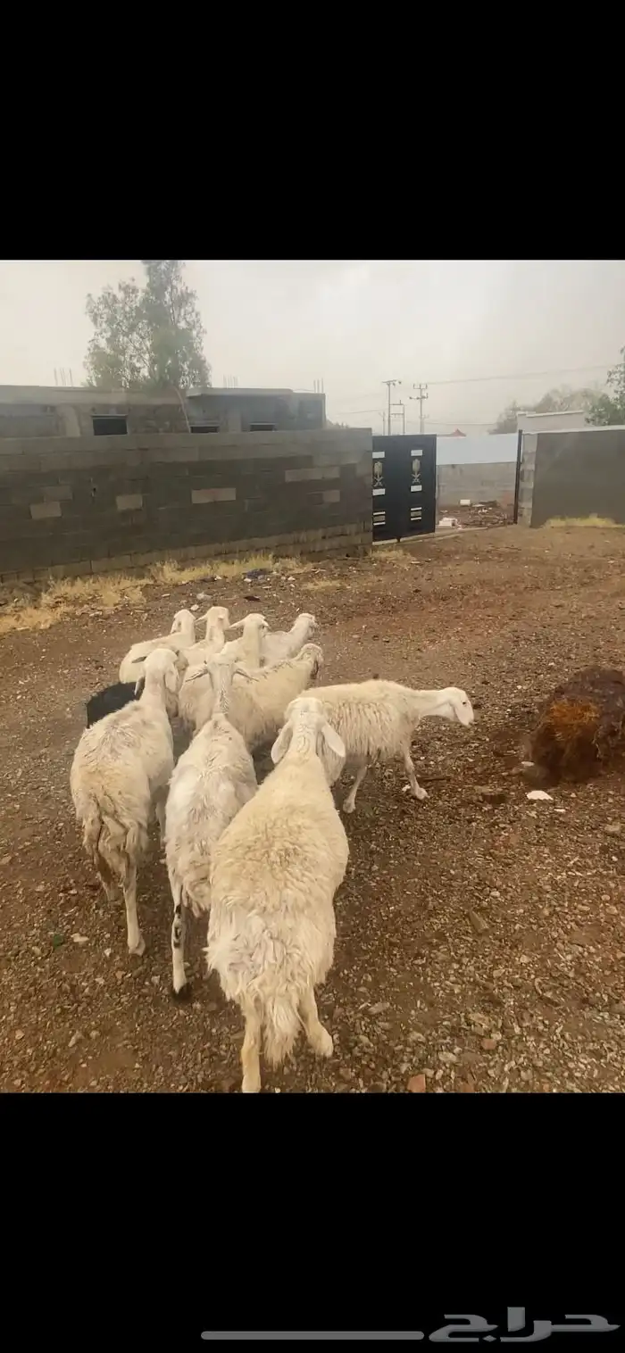 غنم حري 0