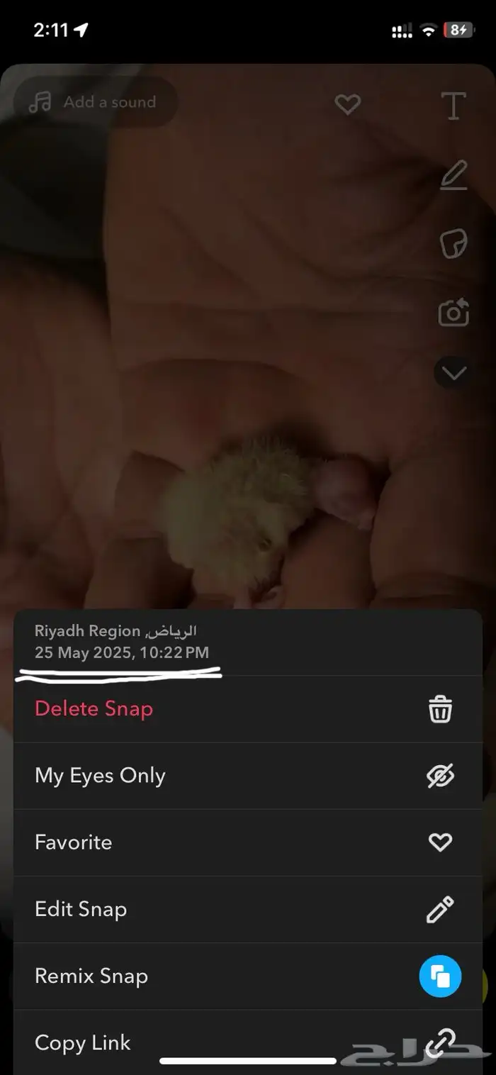 فروخ كروان لاتينو 3
