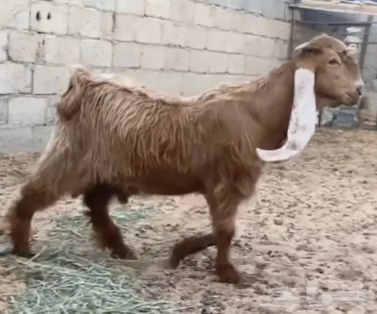 للبيع تيس عارضي اصفر خصم 0