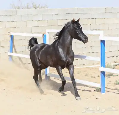 مهر للبيع اقبل معاريض غير الخيل 7