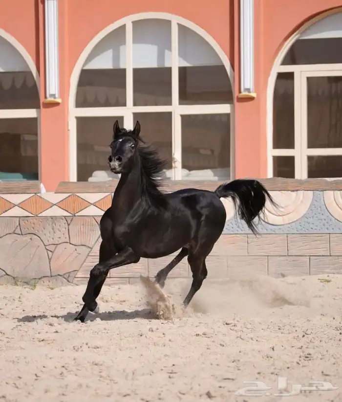 مهره واهو دهماء للبيع 0