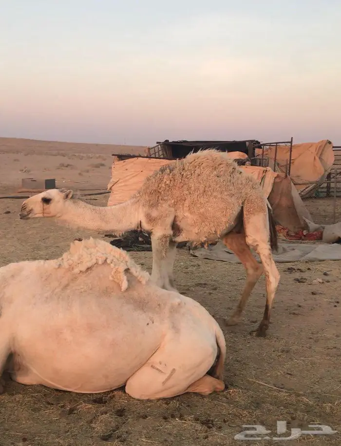 الجوف طبرجل 3