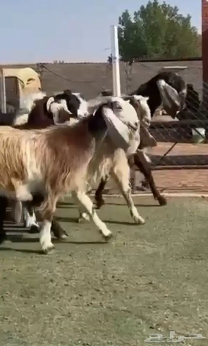 مراح معزاء مشاريك مصري 0