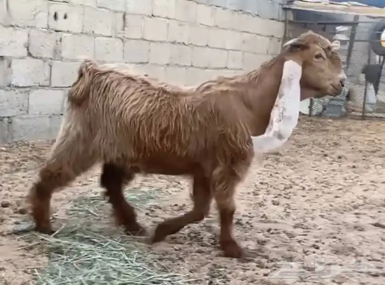 للبيع تيس عارضي اصفر خصم 2