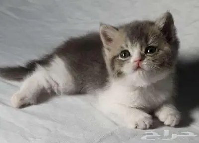 للبيع سكوتش 12