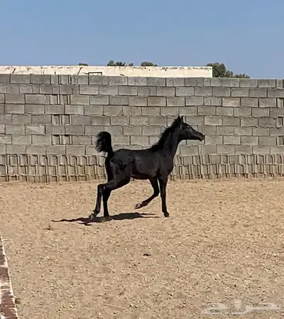 مهر للبيع اقبل معاريض غير الخيل 2
