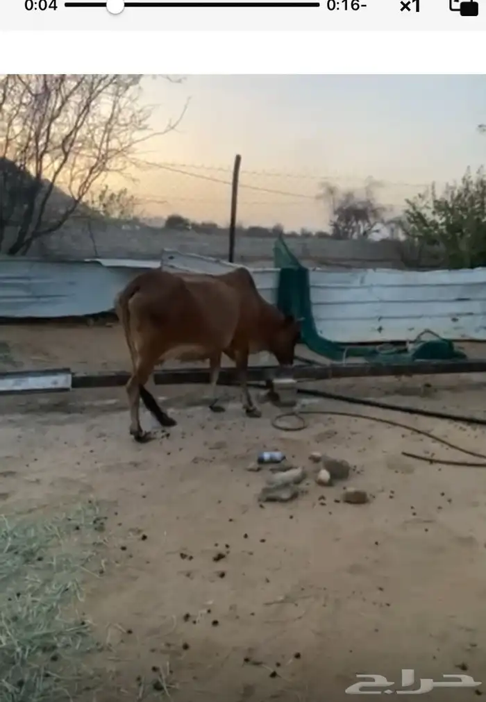 ثلوث المنظر 3