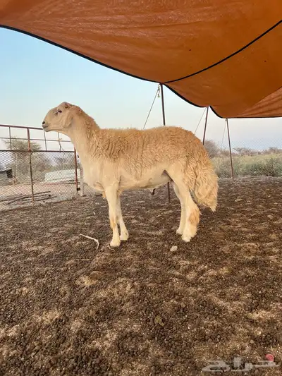 فحل حري 4