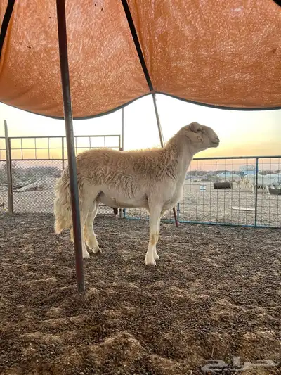 فحل حري 0