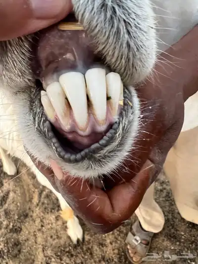 فحل حري 3