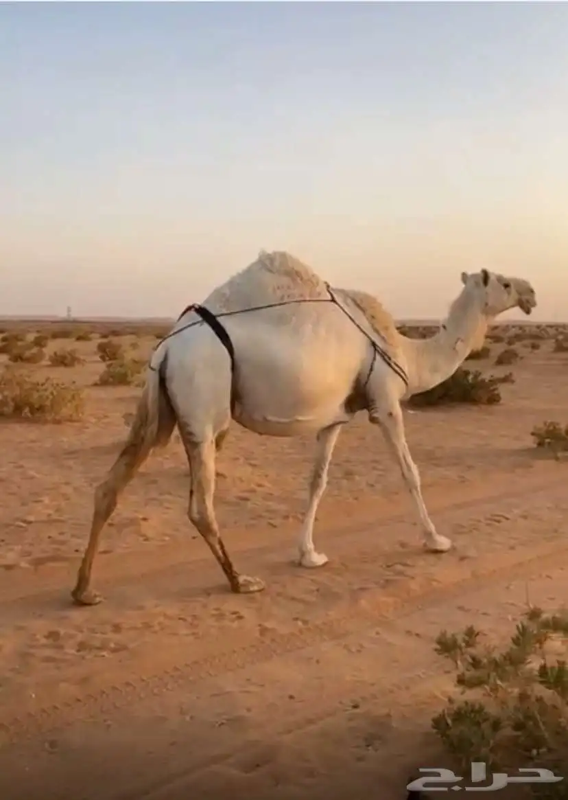 عشراء تحتها قعود على ولد مشاكل 0