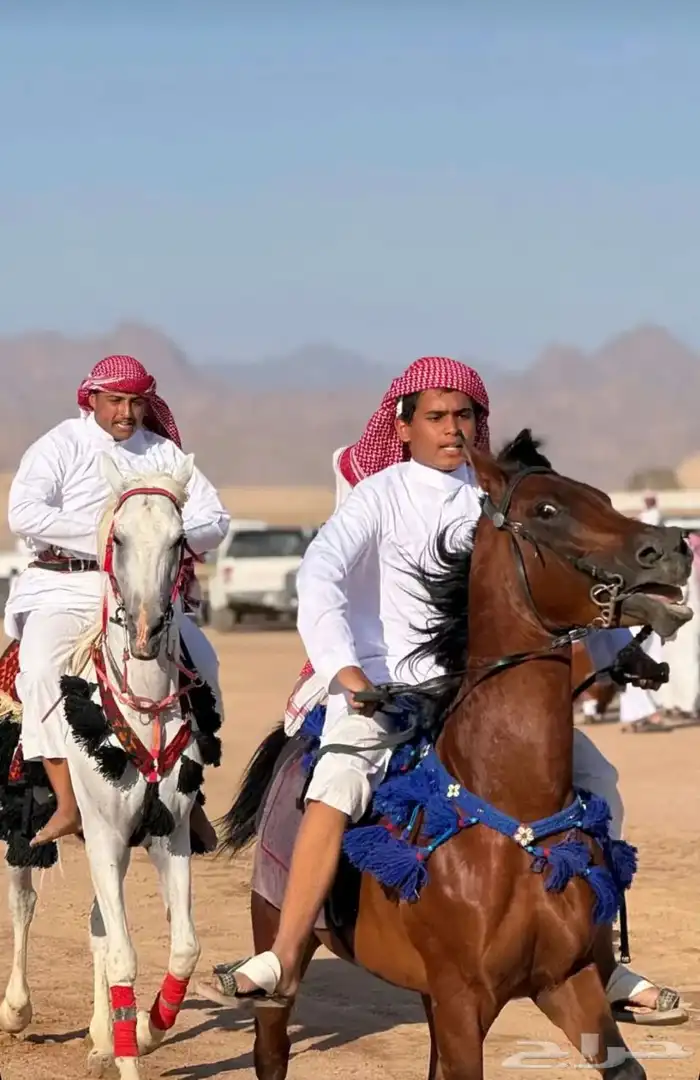 خيل شعبي البيع مستعجل. 3