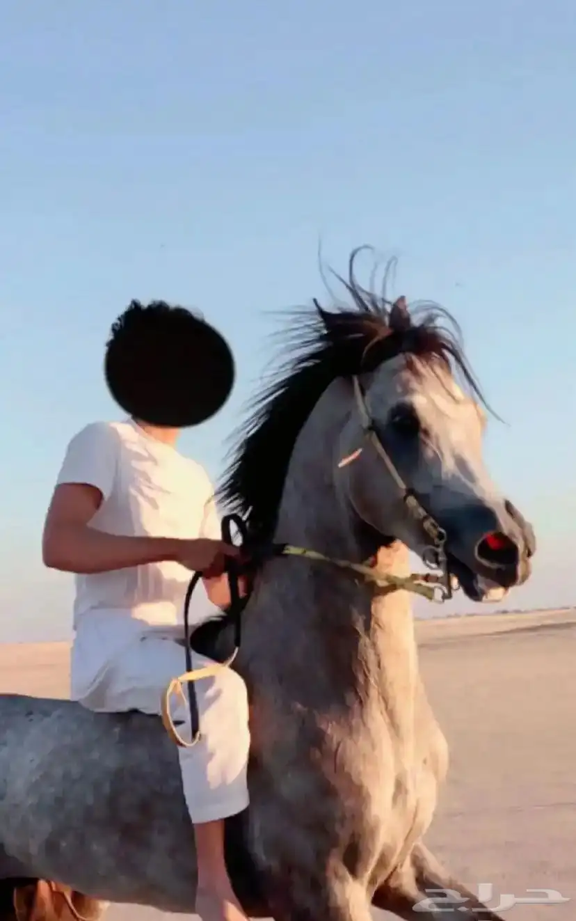 حصان كفووو 3