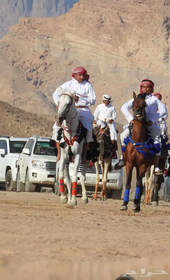 خيل شعبي البيع مستعجل. 2
