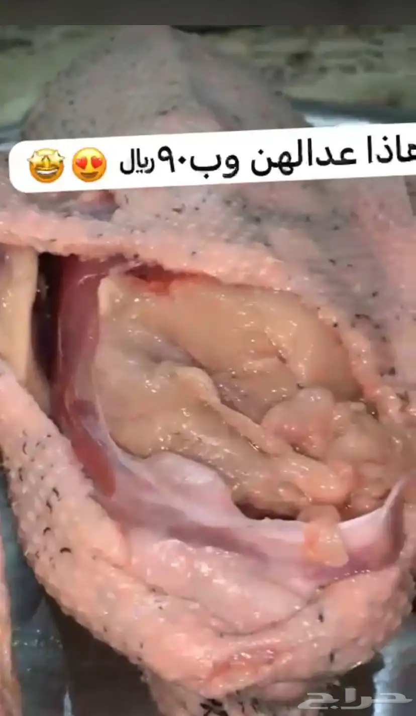 فروخ وز العمر 4 شهور العدال فل الموقع طبرجل التواصل واتس فق 0