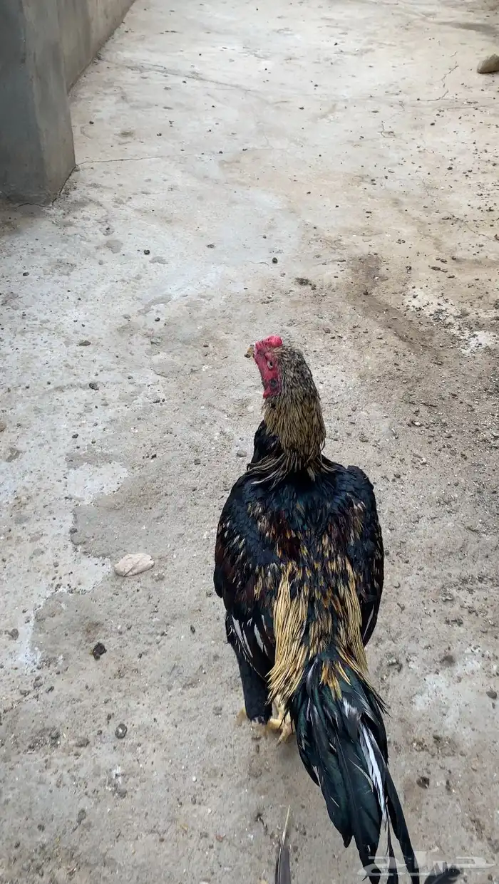 دجاج سندي المجاردة 1