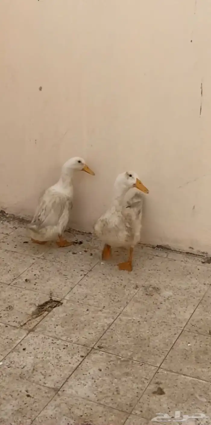 بط زوج للبيع 1