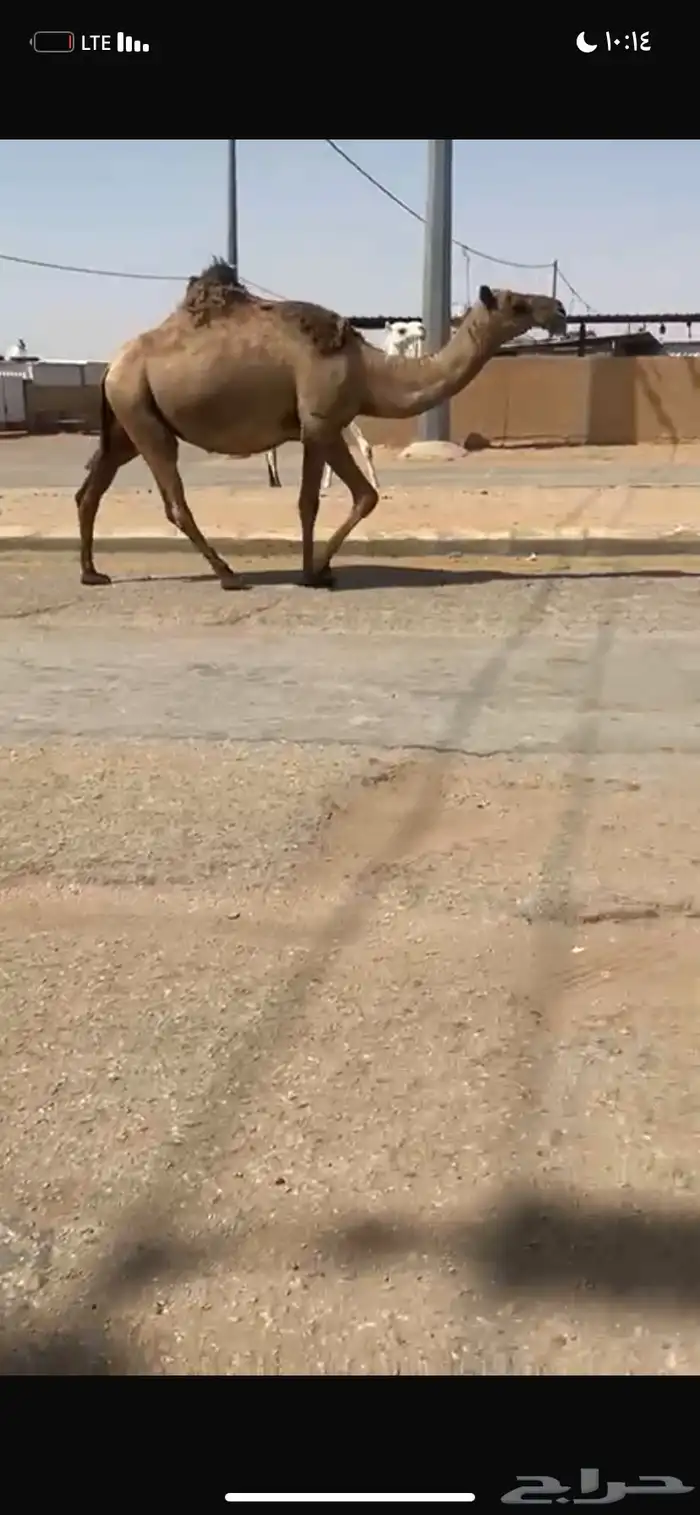 للبيع القحه الصفر الملاقي 1