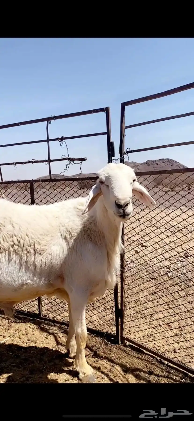 فحل حري صنف على جميع الشروط 2