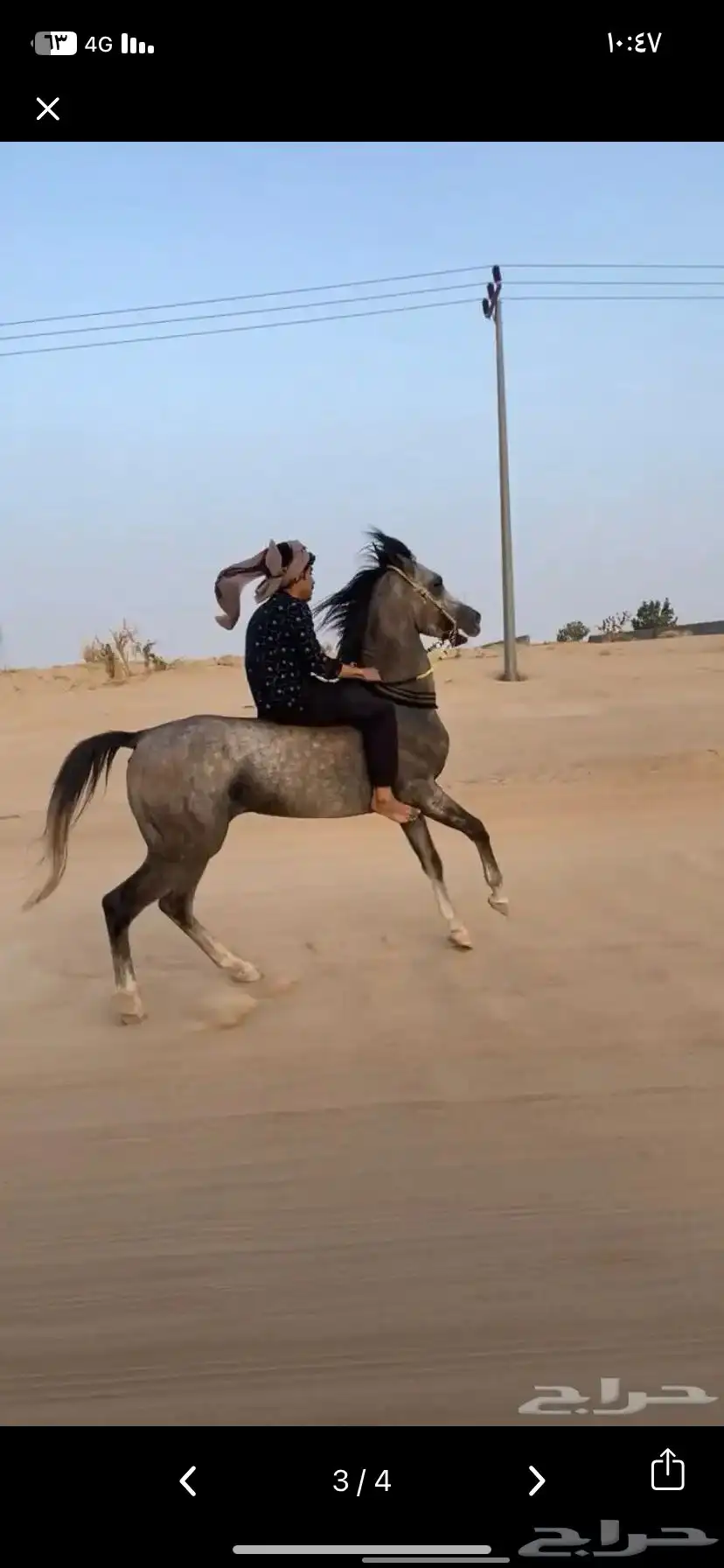 حصان كفووو 5