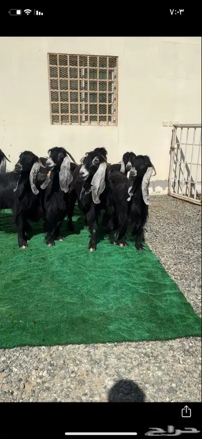 معزاء عوارض صنف الصنف معرفات 4