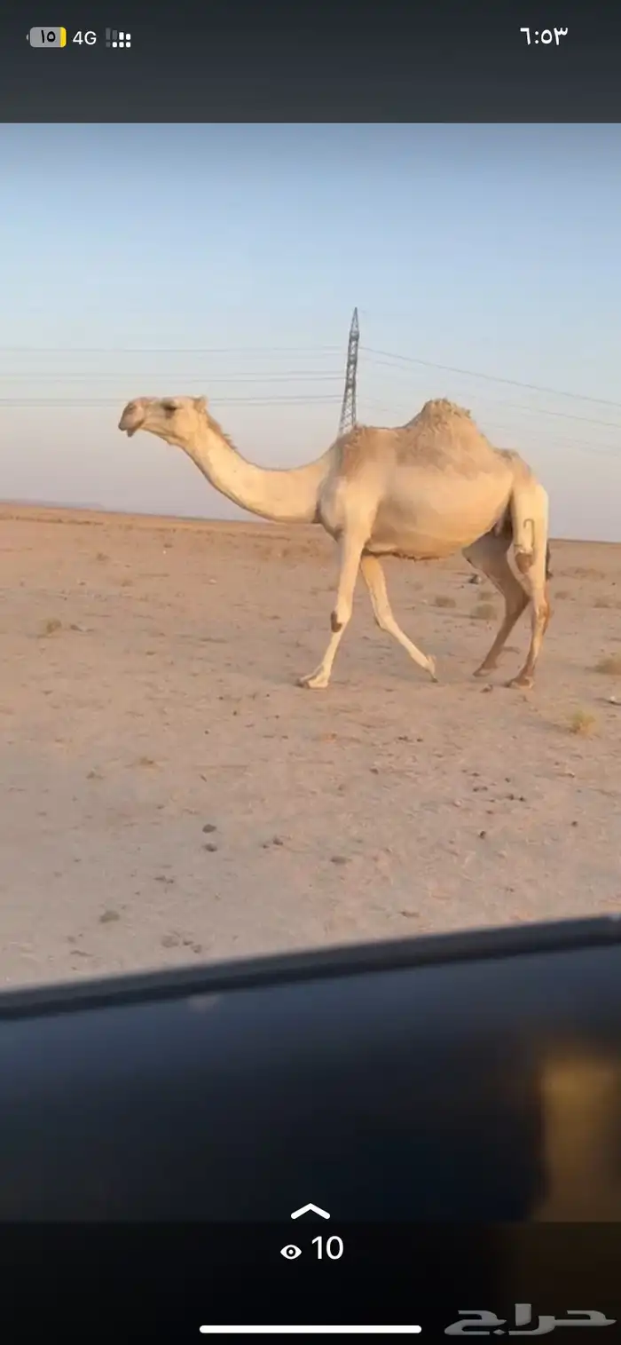 للبيع الناقه الكفووو لقحه 1