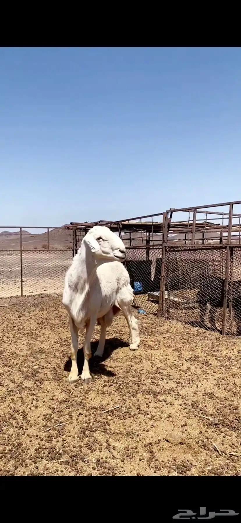 فحل حري صنف على جميع الشروط 3