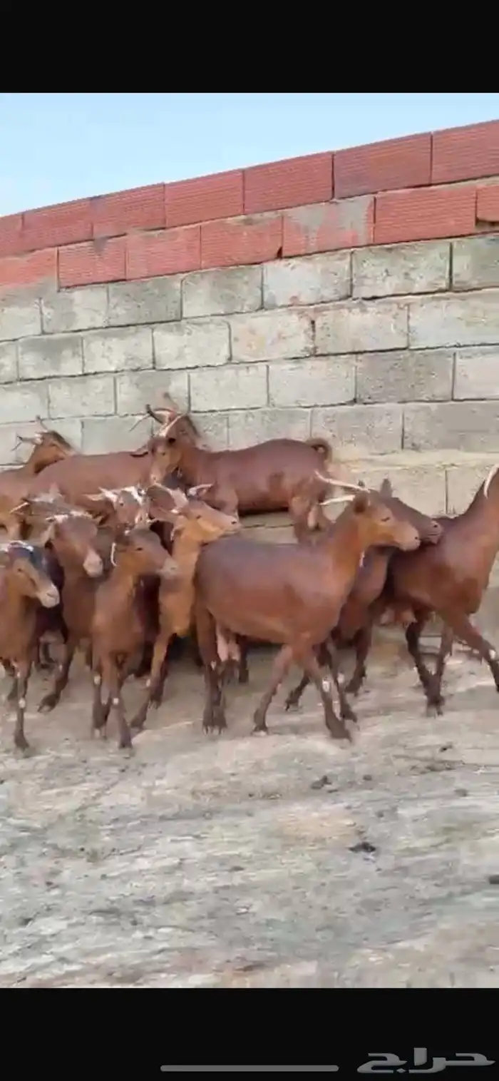 ماعز 0