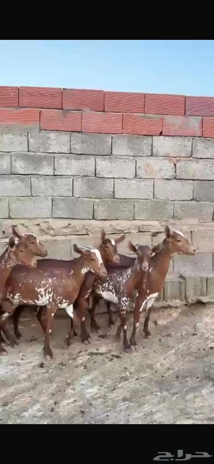 ماعز 6