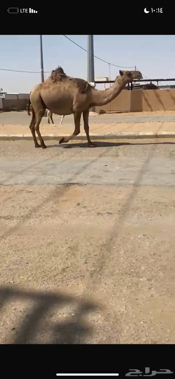 للبيع القحه الصفر الملاقي 2