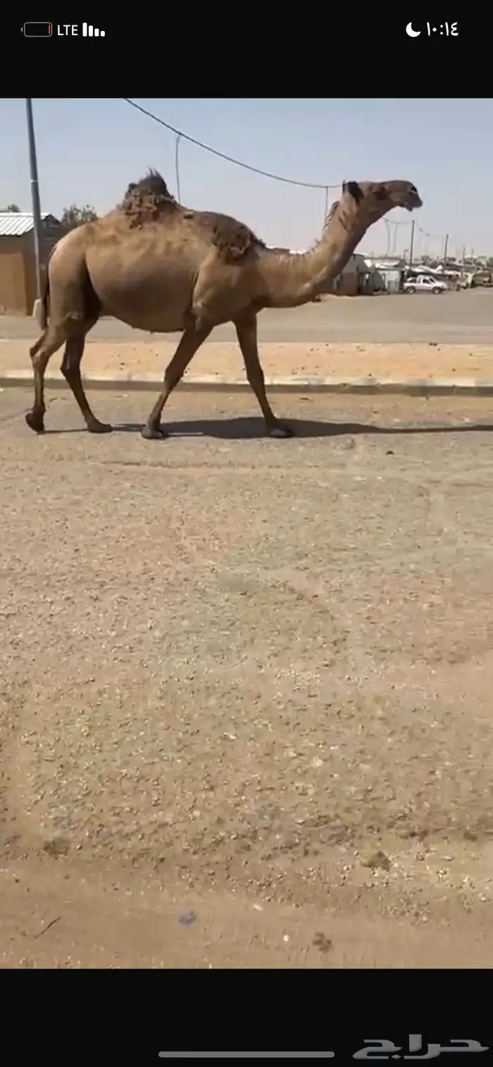 للبيع القحه الصفر الملاقي 3