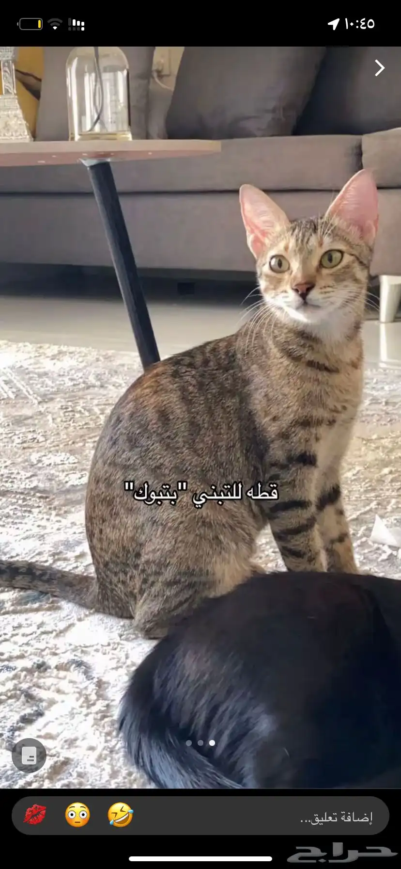 قطط بلدي للتبني الثلاث يروحون سوااا بدون تفرقة 0