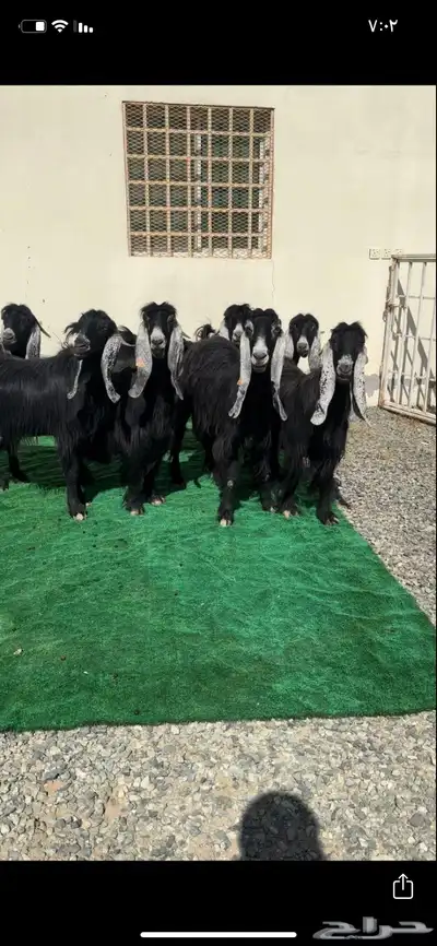 معزاء عوارض صنف الصنف معرفات 3