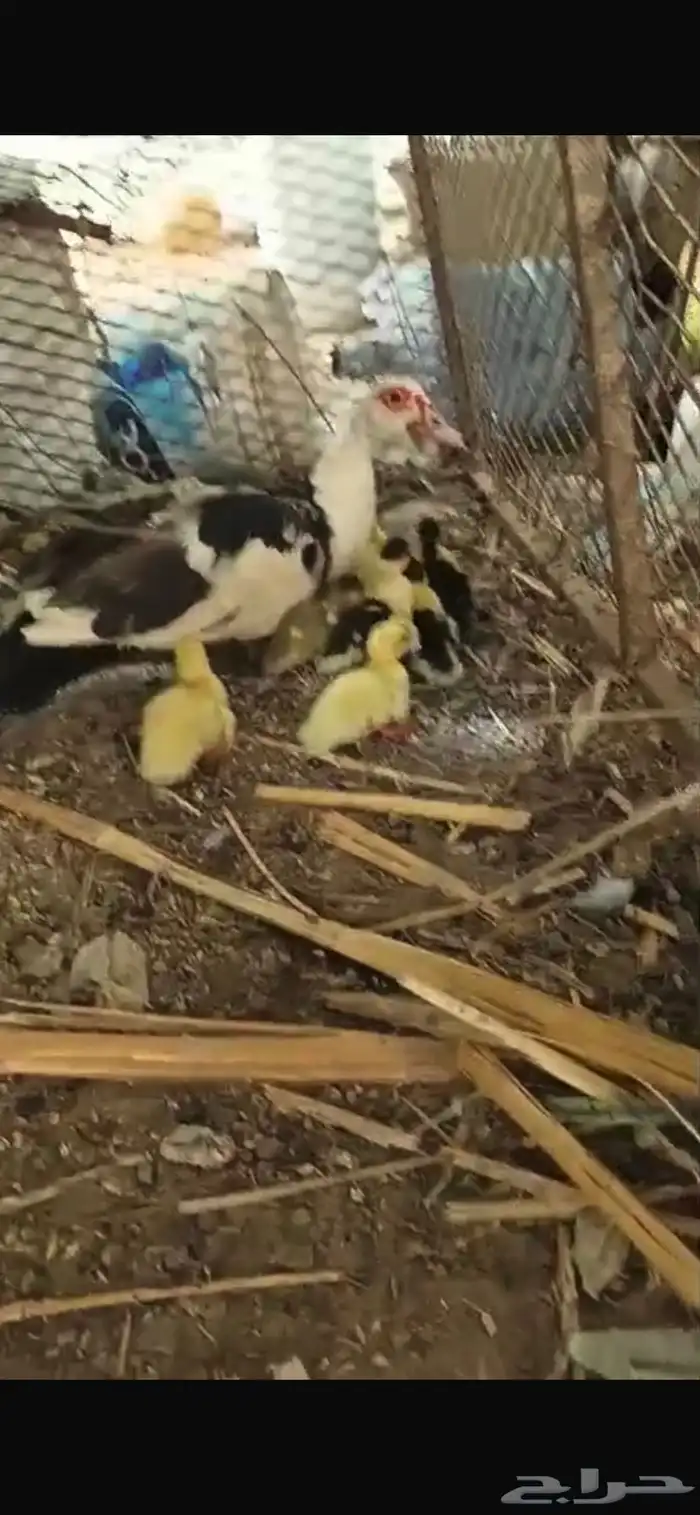 القنفدة القوز 1