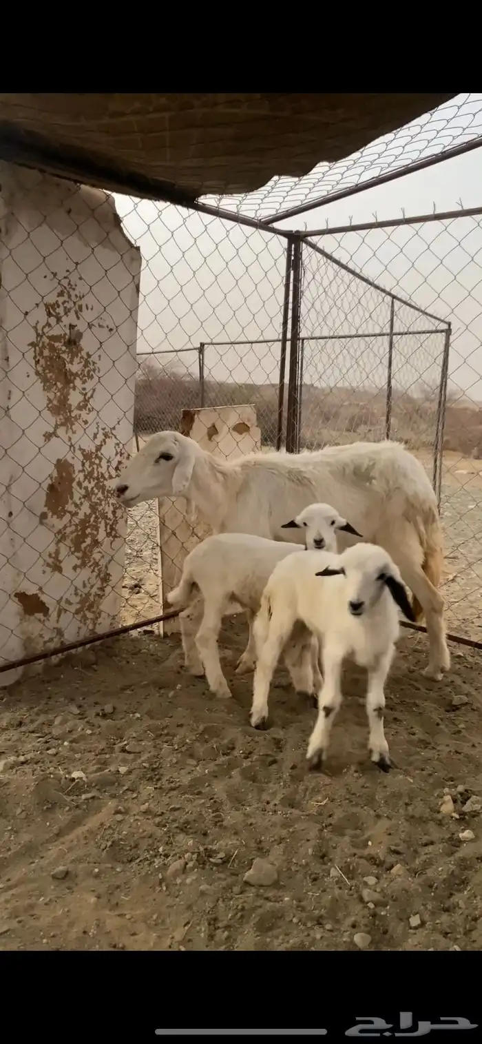 نعجه منتوجه حريه معها توم ذكران 3