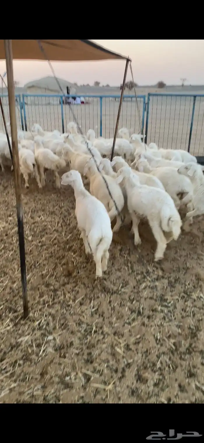 بهم تربيه تم البيع اضغط متابعه يصلك كل جديد 0
