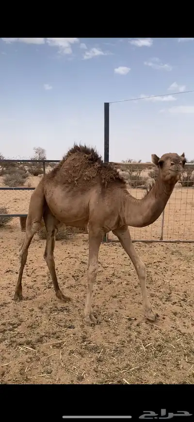 قعود للبيع على حليب امه العمر قريب 7 شهور 2