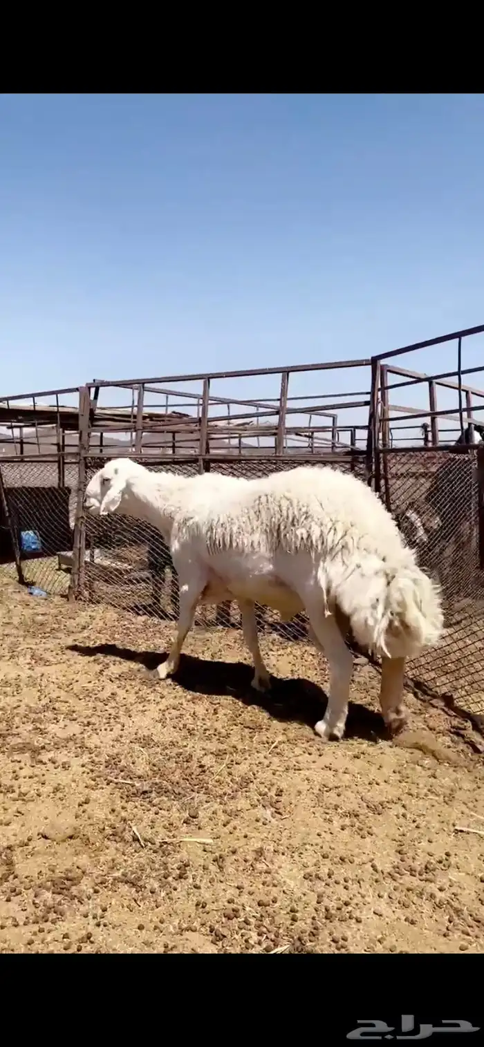 فحل حري صنف على جميع الشروط 1