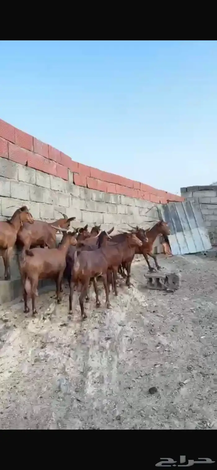 ماعز 3