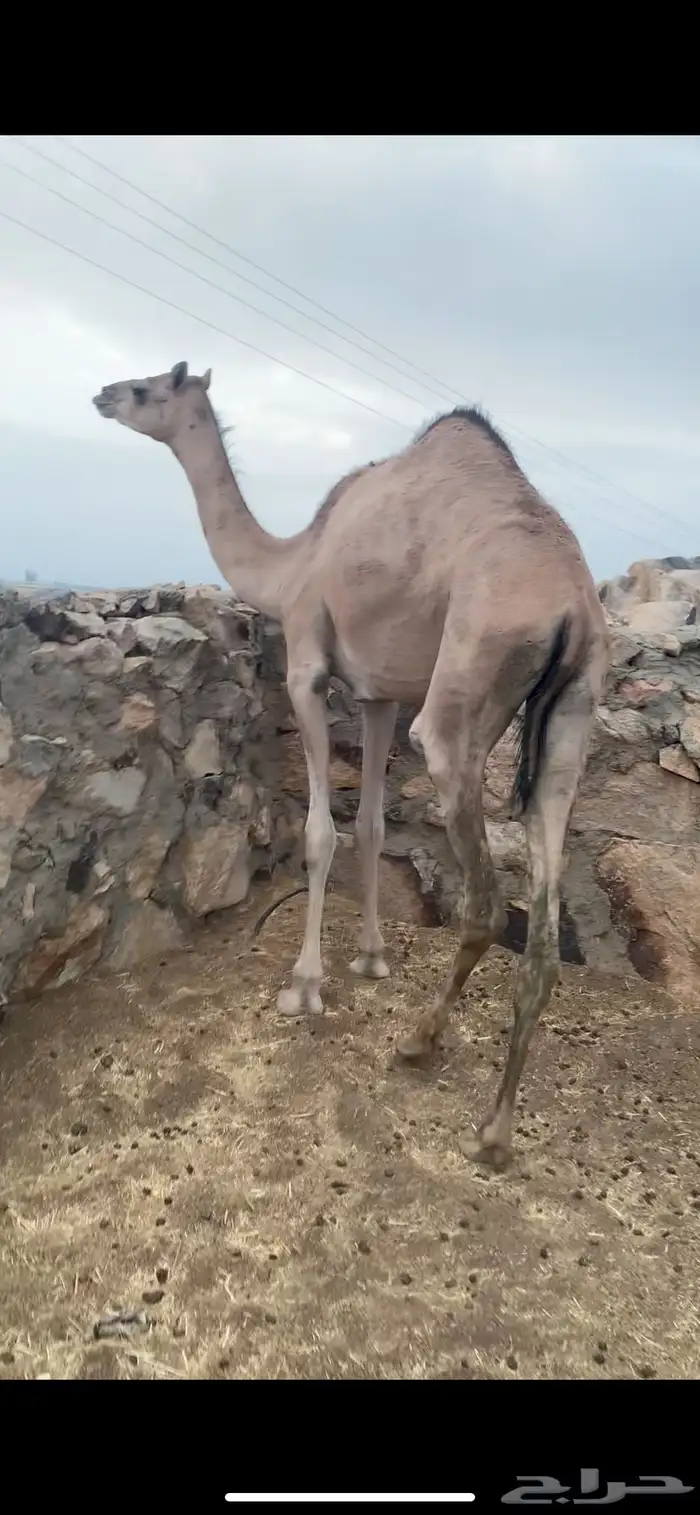 بكره عمانيه لقيه 0
